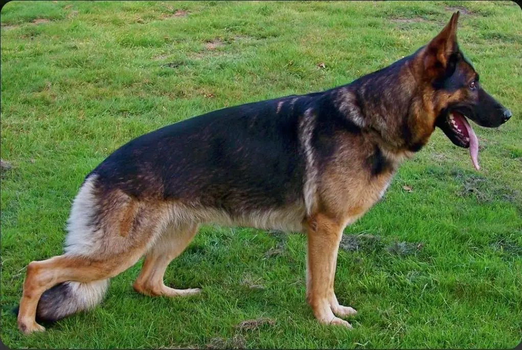 SG Kinski vom Heidhof