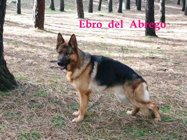 SG Ebro de Abrego