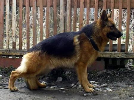 RUS CH Hanno Z Krywlan