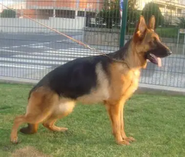 Finny de Nerthus Hispania