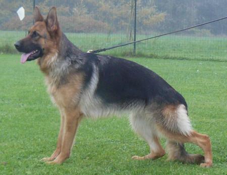 V Bess du Maingoval de Dolci