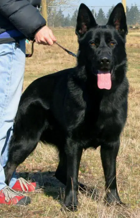 Lobo von Schraderhaus