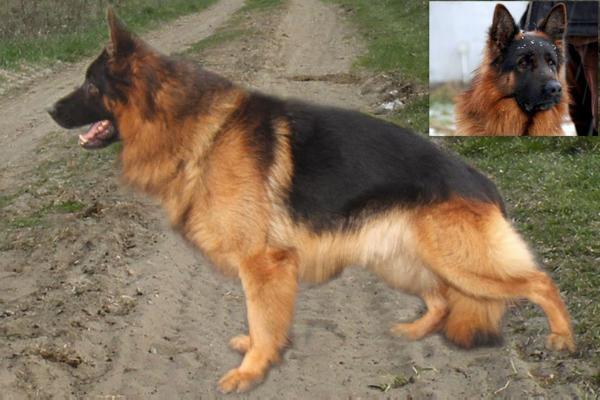 Grej von der Holring