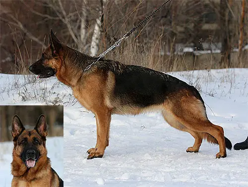 Olympia vom Haus Schiran