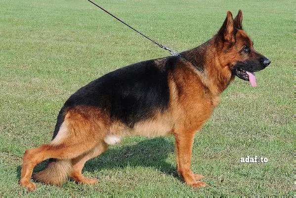 VA1(SCG) Arex von Panoniansee (2008)