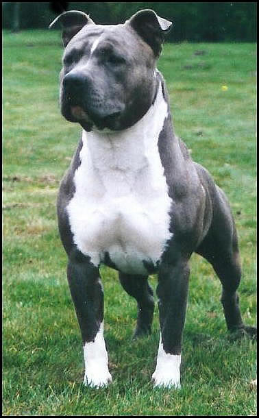 INT CH, CH NL Chasqui King Gizmo