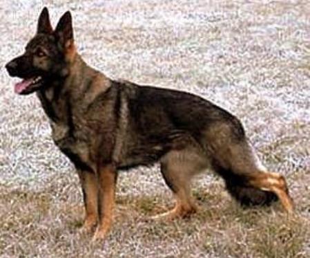 SG Dina vom Klödener Riß