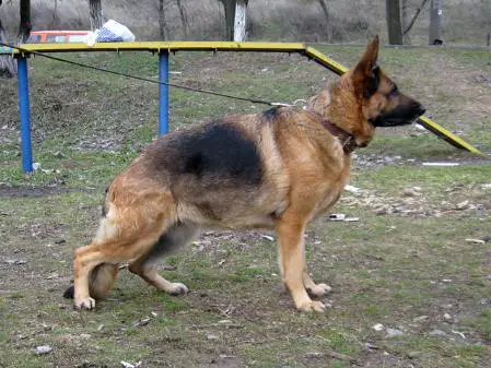 CH UA(UFSD) Primus Inter Pares Beauty