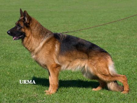 V Ghandi dei Lupi della Maddalena