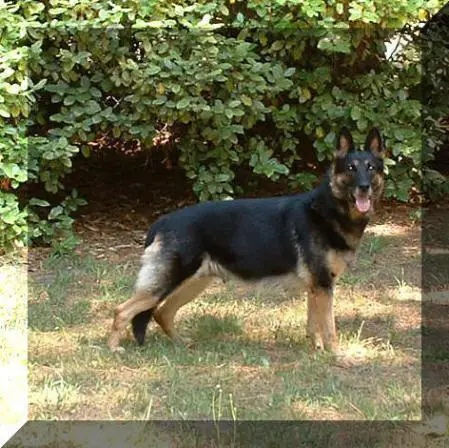 Bella Casa de Mandingo