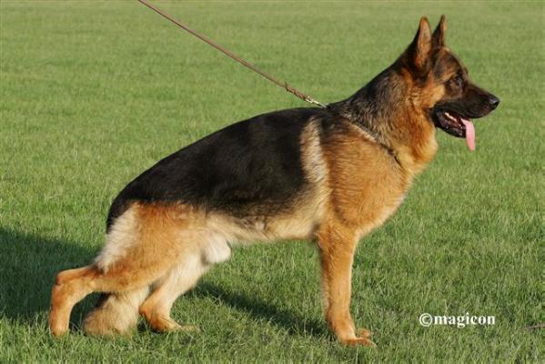 SG1 Douglas vom Haus-Gilice