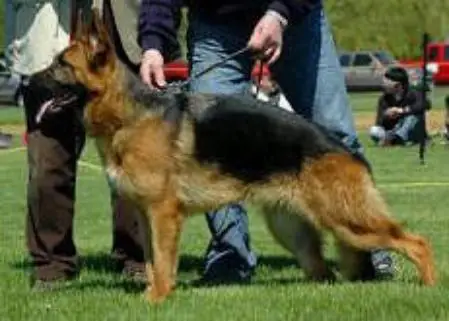 SG 1 Yamella vom Christian Brunnen