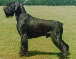 Stablemaster's Ex Lee