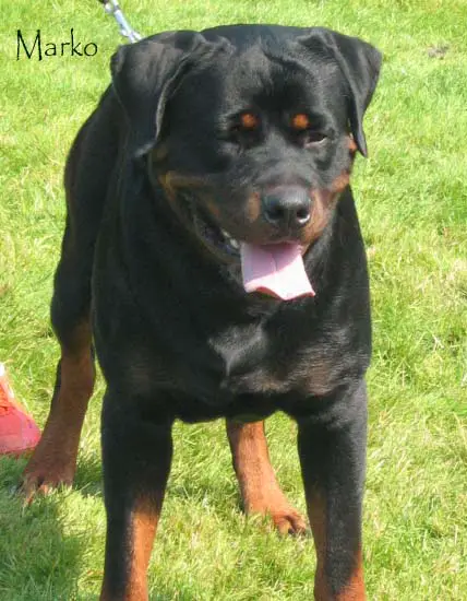 10CAC,2 RCACIB.2,BOB Marko from Royal Breed Of Kanjevac