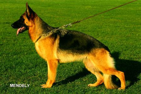 V Pommes zur Worringer Rheinaue