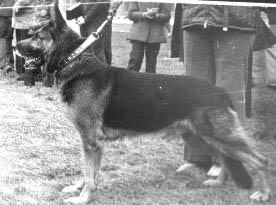 Serko von der Fenne