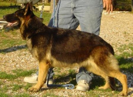 Izzi Vom Doppel-Dehaus