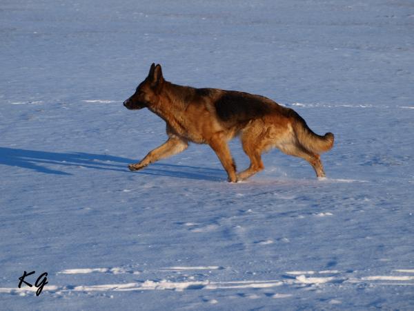 V Anica vom Fichtenschlag