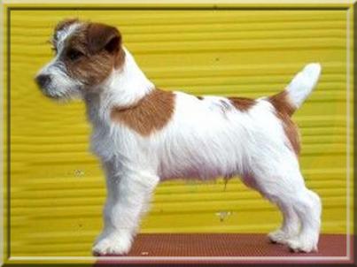 AU CH Macullen Jack Flash