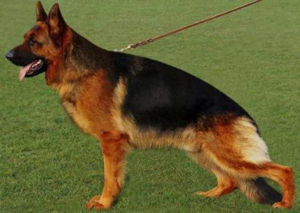 Nero Elabbassy Family For German Schepherd Sow Dogs