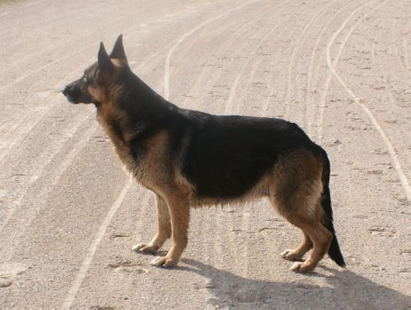 Valor's Bearly A Lady