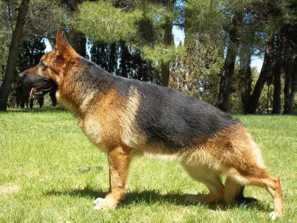 SG 10 JHKLR SPAIN Varon De Land-Kan