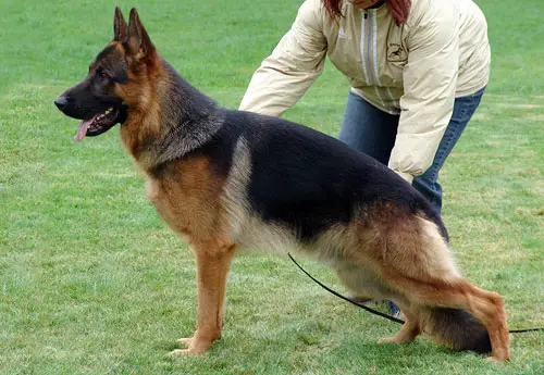 V Vegas vom Zellwaldrand