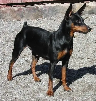 Malco v. Pinzelya's Hof