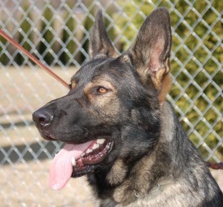 Camelot's Dark Knight