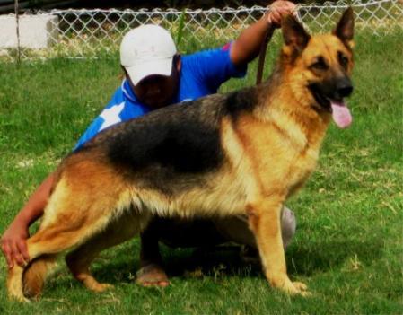 Quana Hauswalder Bach at Von Der Spinerau Kennels