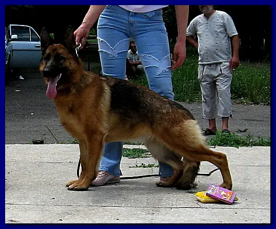 V(UA) Schanta von Norden