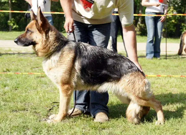 V Ima z Adamovho dvora