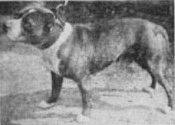 Brindle Bill