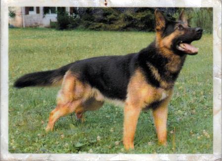 Asko vom Schloß Zweibrüggen