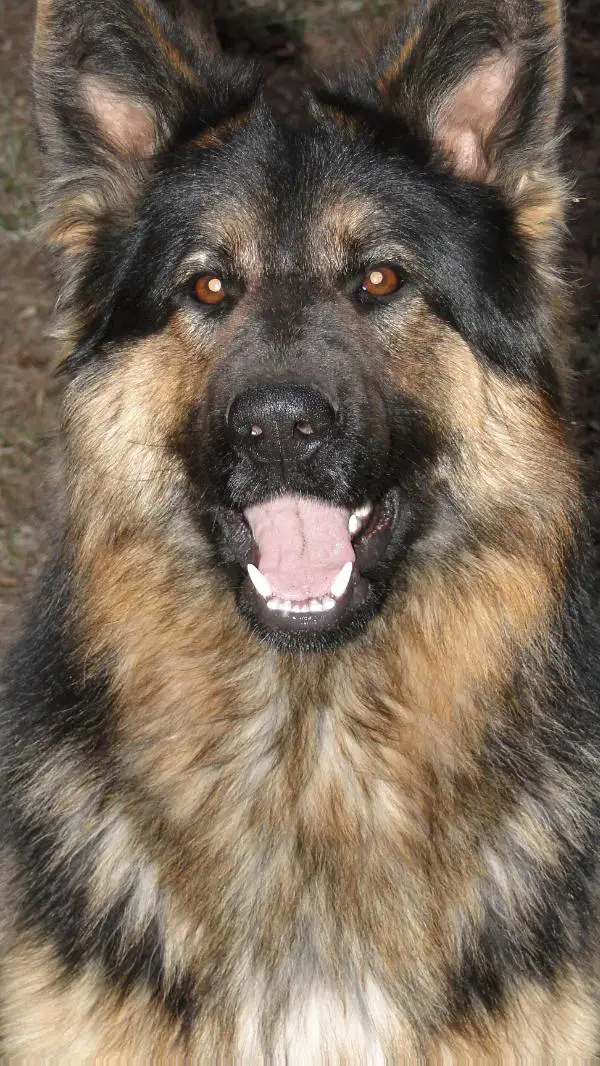 Tigerlilly vom Silbersee