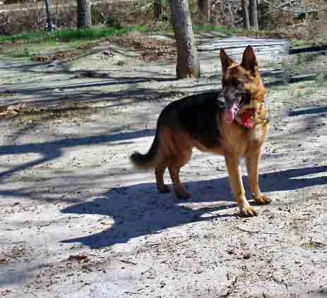 Winter Star Vom Fabio