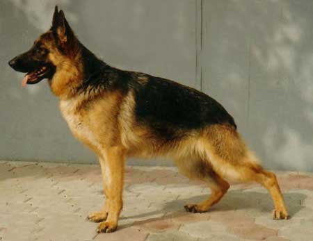 Medeya Djenestra
