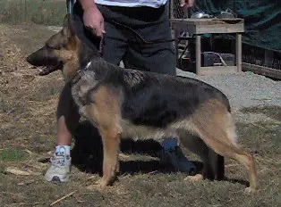 Brianna Vom Dixon Haus