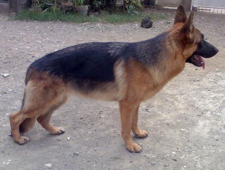 Raica Vom Haus Melle