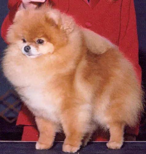 AM/CAN CH Cheyennes Kodiak Bear Second