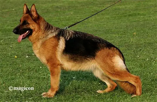 V Denni Vom Murrtal Zwinger