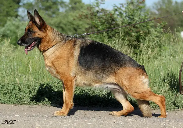 V Vajris vom Haus Shutse