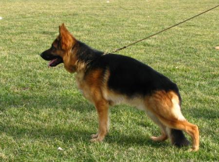 Xenon von der Ostfriesischen Thingstatte