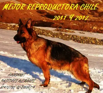 MEJ.REP.CL2011,12,13 Romma Von Hausfig's