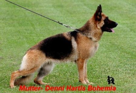 Denni Hartis Bohemia