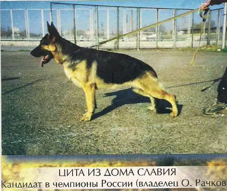 V, 3CAC, R.CACIB Tsita Iz Doma Slavija
