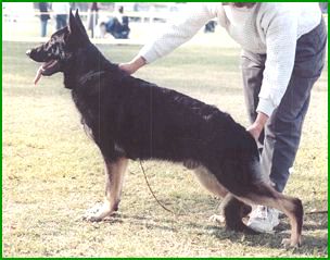 LFR Elegant Evening Eli