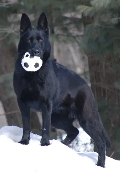 Zima Von Barren Berg
