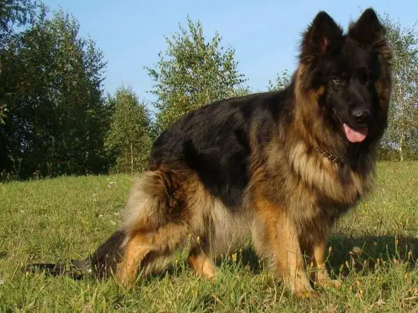 CHOCCO Hartis Bohemia