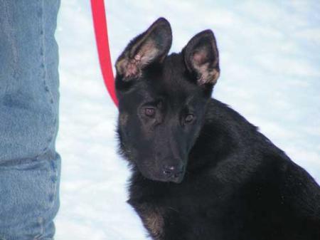 Ferrie aus dem Tempel der Ceres